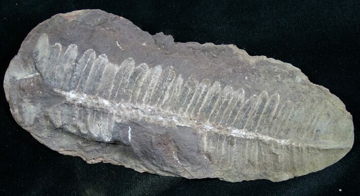 Million Year Old Fern Fossil - #7451